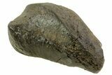 Fossil Whale Ear Bone - Miocene #69672-1